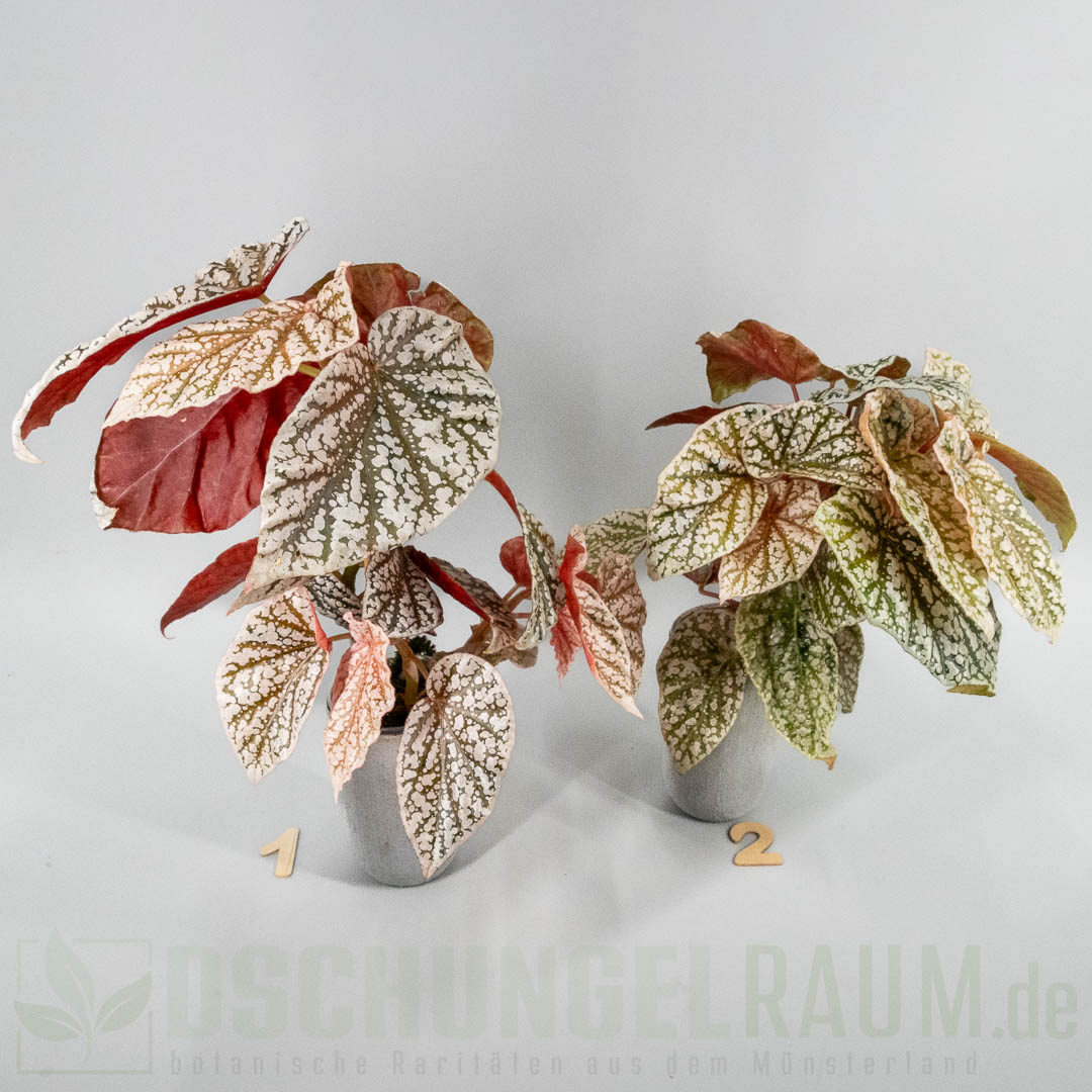 Begonia snowcap pink variegata