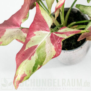 Syngonium orm nagpum variegata