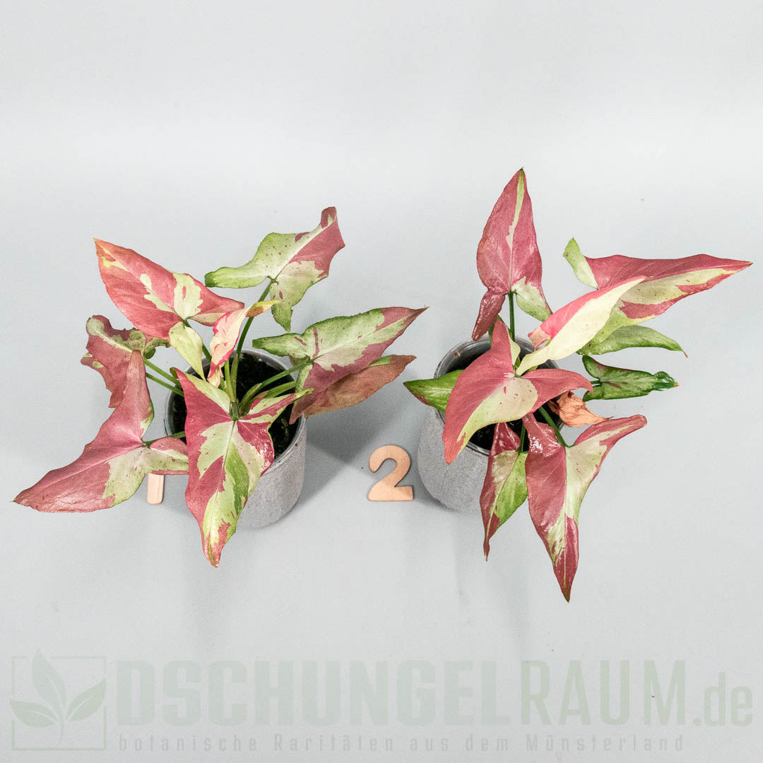 Syngonium orm nagpum variegata