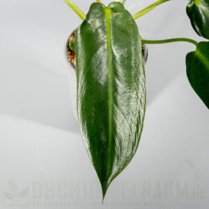 Philodendron spiritus sancti