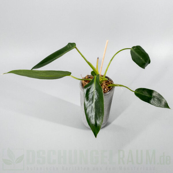 Philodendron spiritus sancti