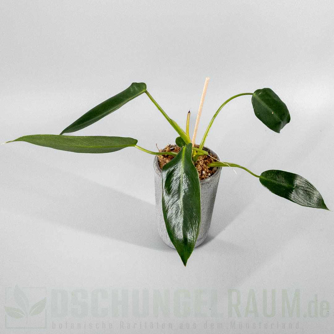 Philodendron spiritus sancti