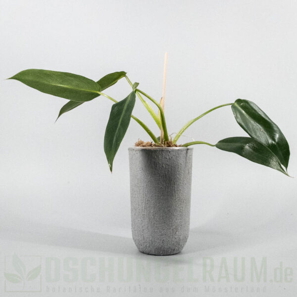 Philodendron spiritus sancti