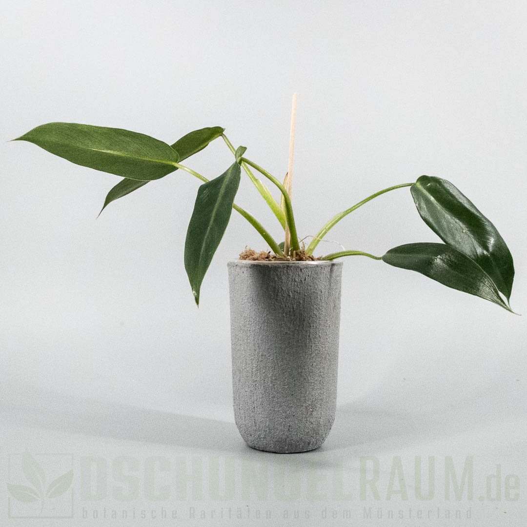Philodendron spiritus sancti