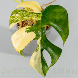Rhaphidophora tetrasperma Marilyn