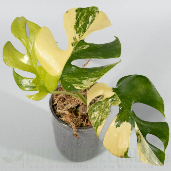 Rhaphidophora tetrasperma Marilyn