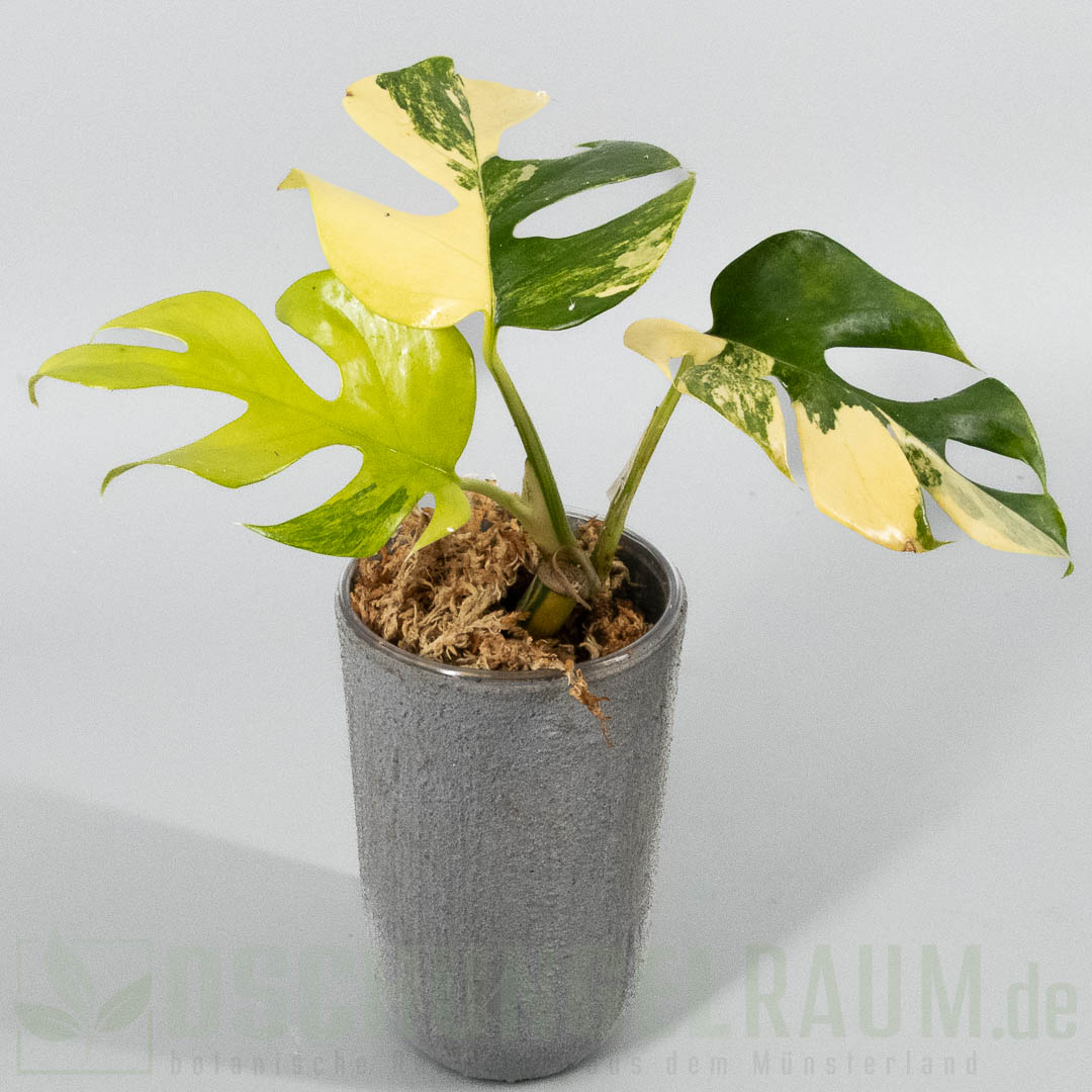 Rhaphidophora tetrasperma Marilyn