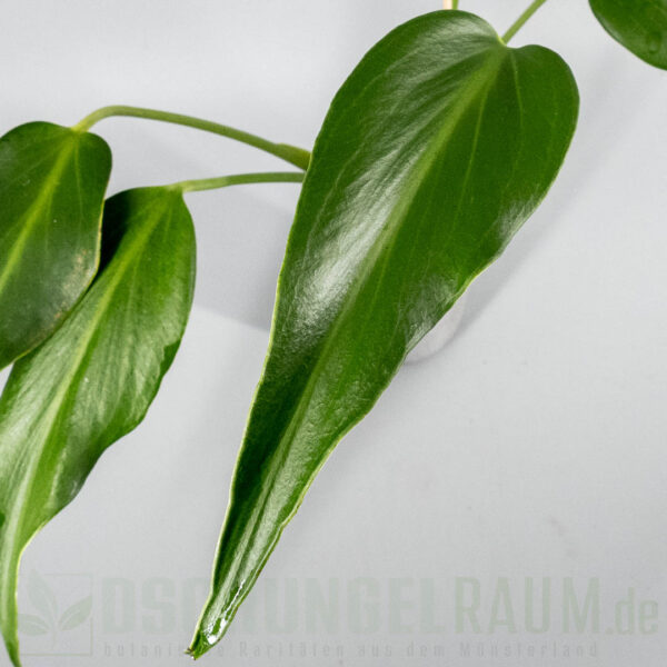 Monstera burle marx flame