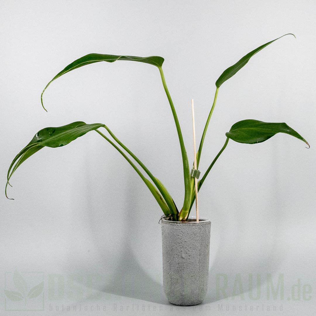 Monstera burle marx flame
