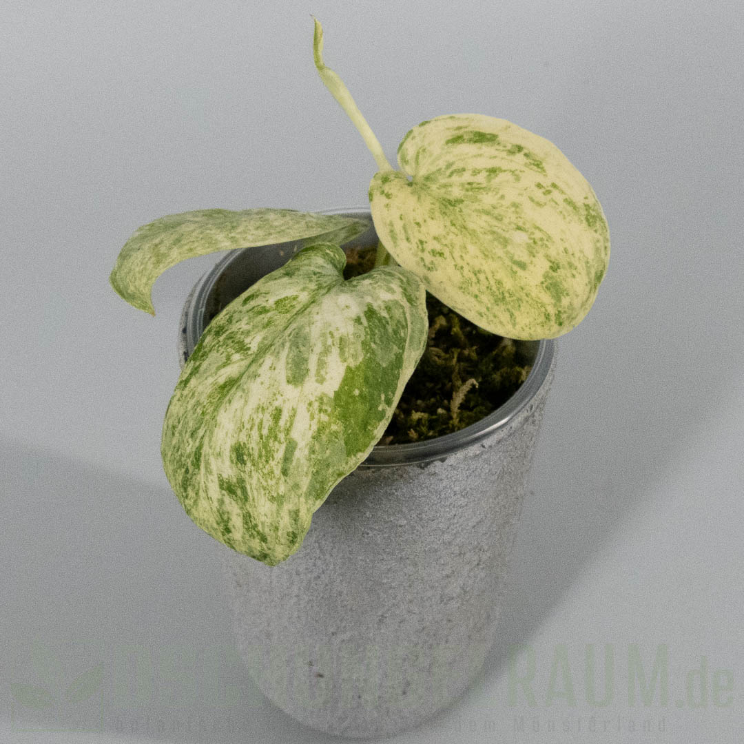 Scindapsus Jade Satin Creme Brulee