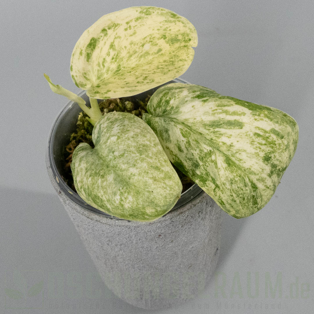 Scindapsus Jade Satin Creme Brulee