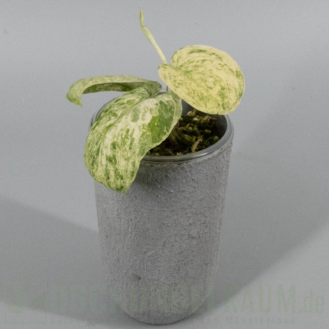 Scindapsus Jade Satin Creme Brulee
