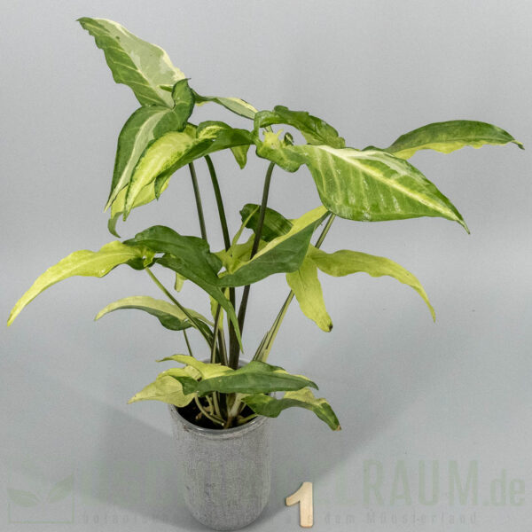 Syngonium angustatum tricolor