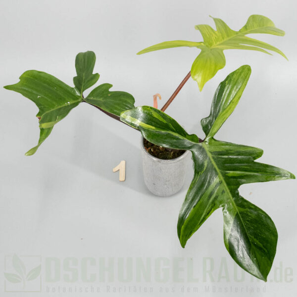 Philodendron Florida Beauty mint variegata