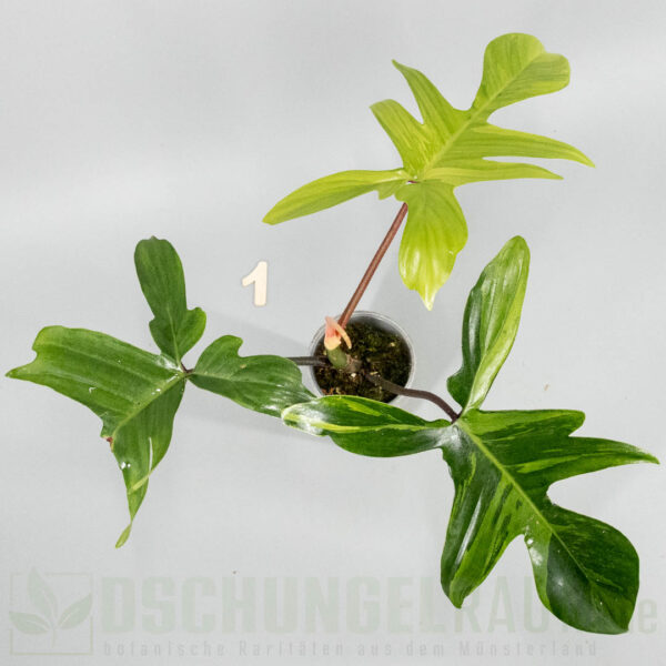 Philodendron Florida Beauty mint variegata