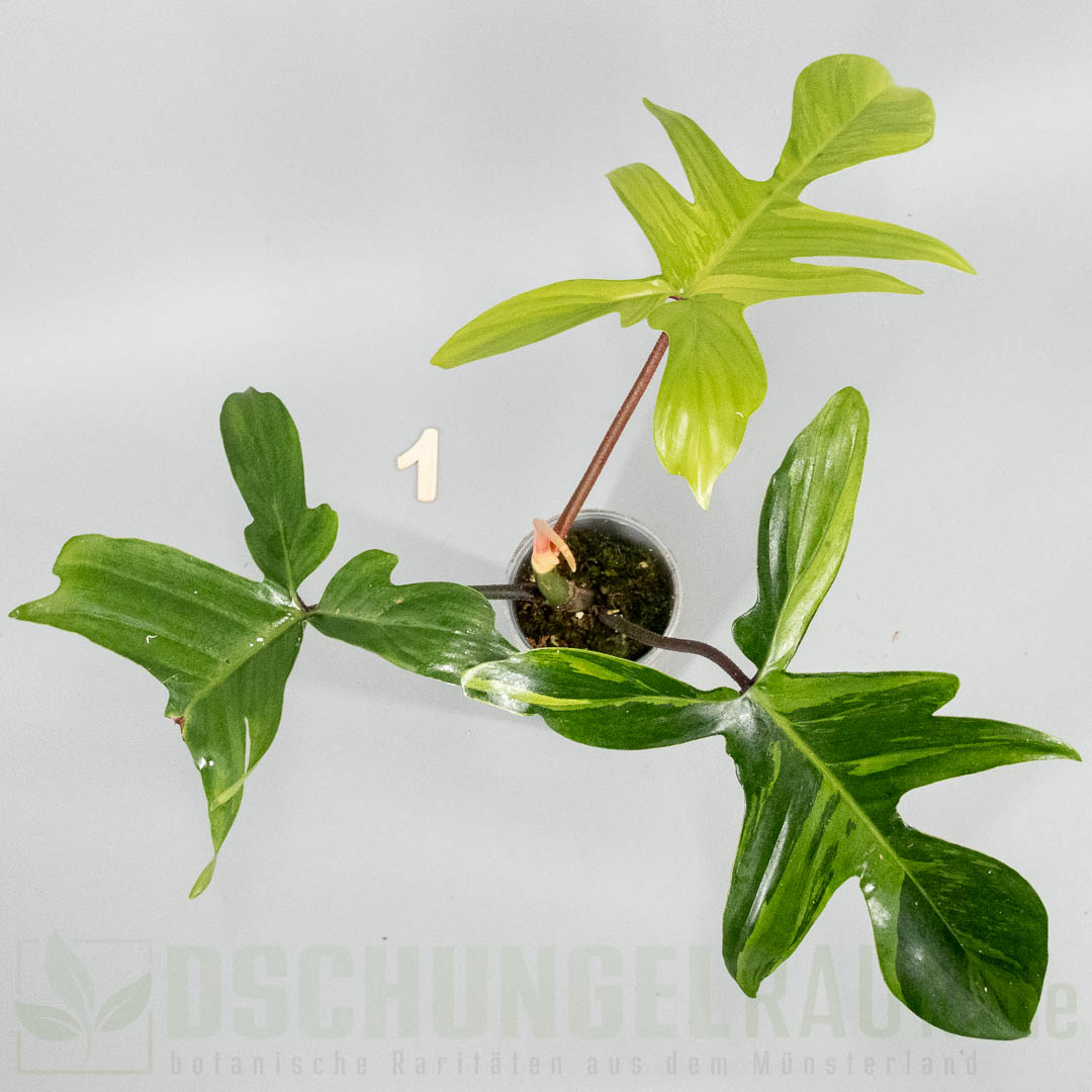 Philodendron Florida Beauty mint variegata