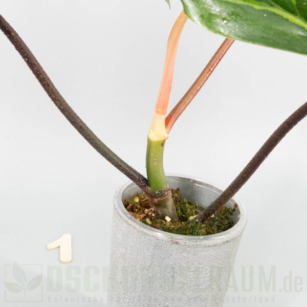 Philodendron Florida Beauty mint variegata