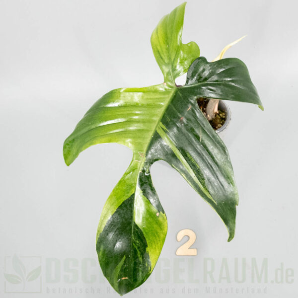 Philodendron Florida Beauty mint variegata
