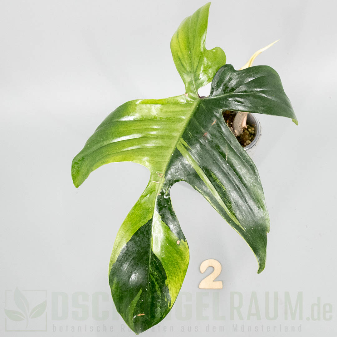 Philodendron Florida Beauty mint variegata