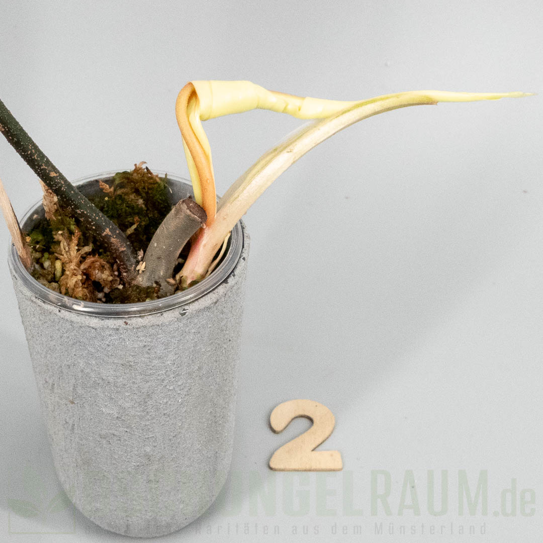 Philodendron Florida Beauty mint variegata