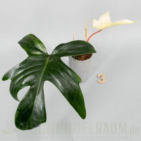 Philodendron Florida Beauty mint variegata