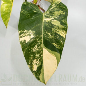 Philodendron White Princess tricolor Miracle