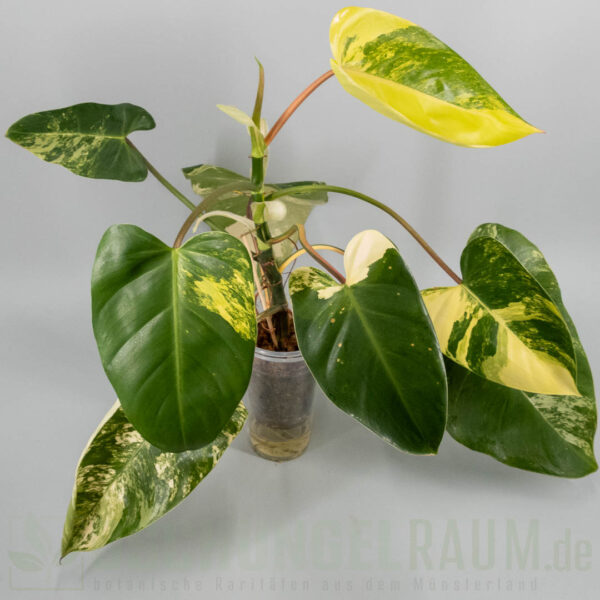 Philodendron White Princess tricolor Miracle