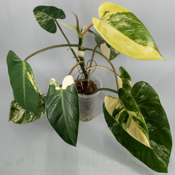 Philodendron White Princess tricolor Miracle