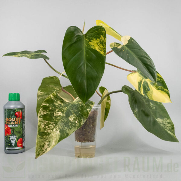 Philodendron White Princess tricolor Miracle
