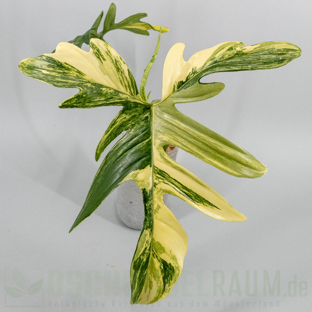 Philodendron pedatum variegata