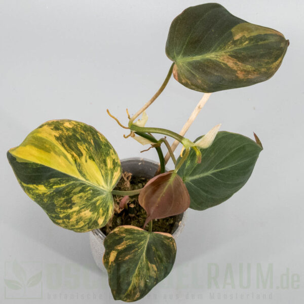 Philodendron micans aurea (Pink-Expression)