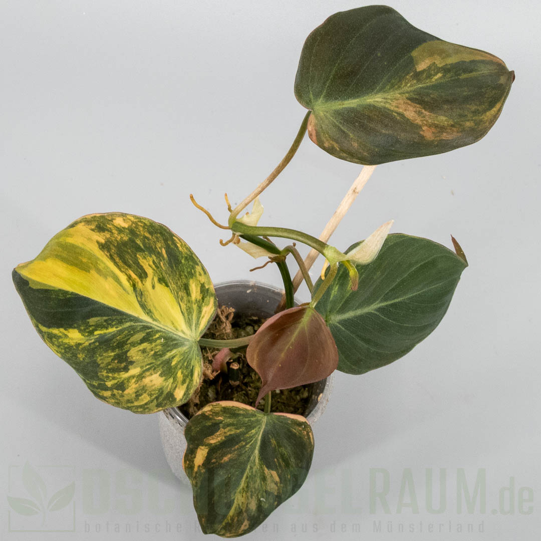 Philodendron micans aurea (Pink-Expression)