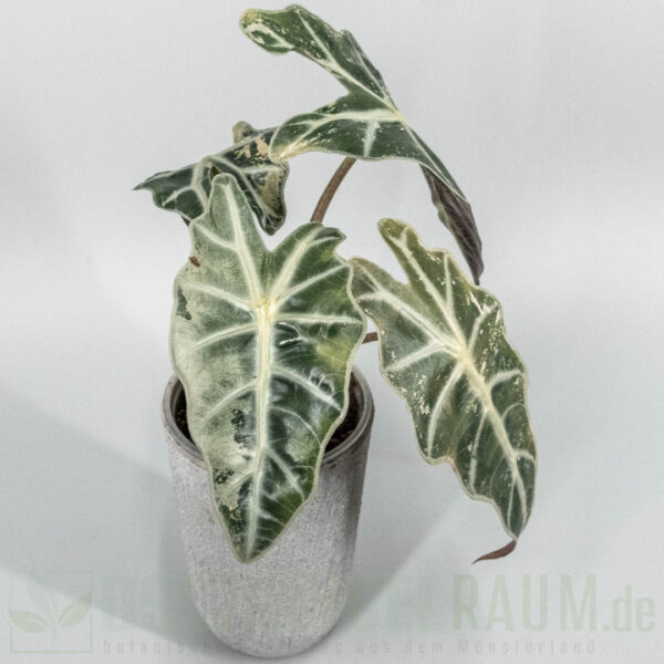Alocasia polly snowflake