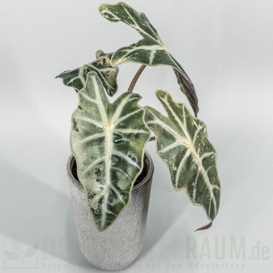 Alocasia polly snowflake