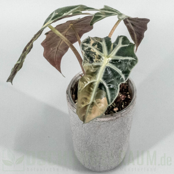 Alocasia polly snowflake
