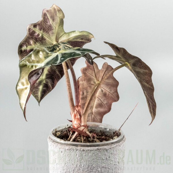 Alocasia polly snowflake