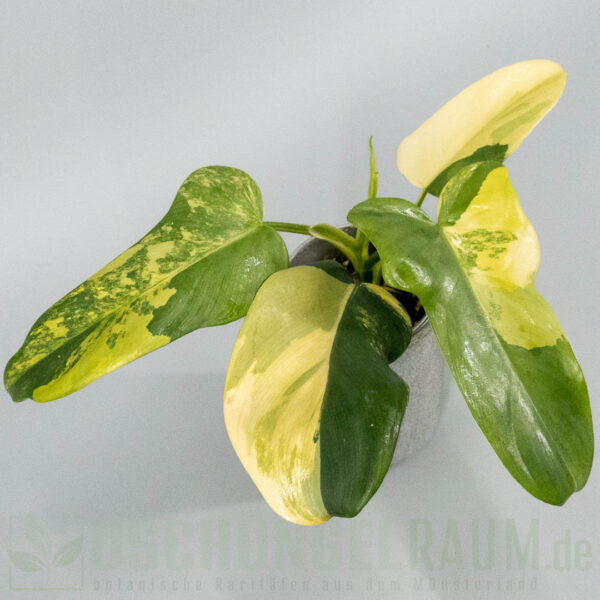 Philodendron bipennifolium violin variegata