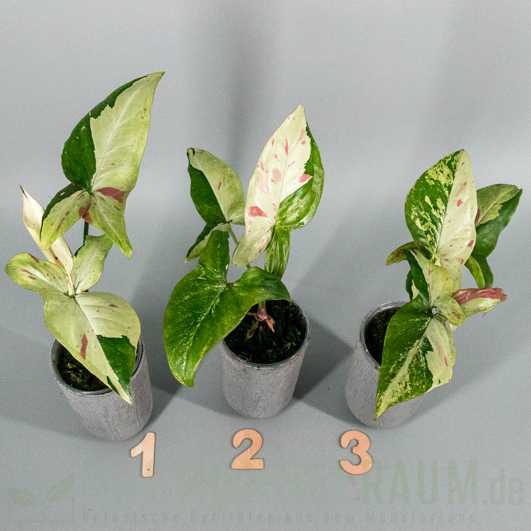 Syngonium green tea salmon