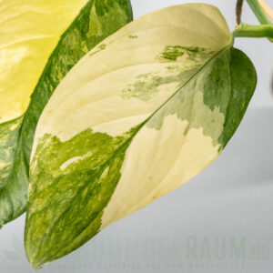 Monstera obliqua mayuna variegata