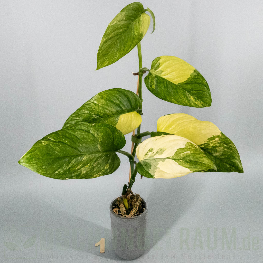 Monstera obliqua mayuna variegata