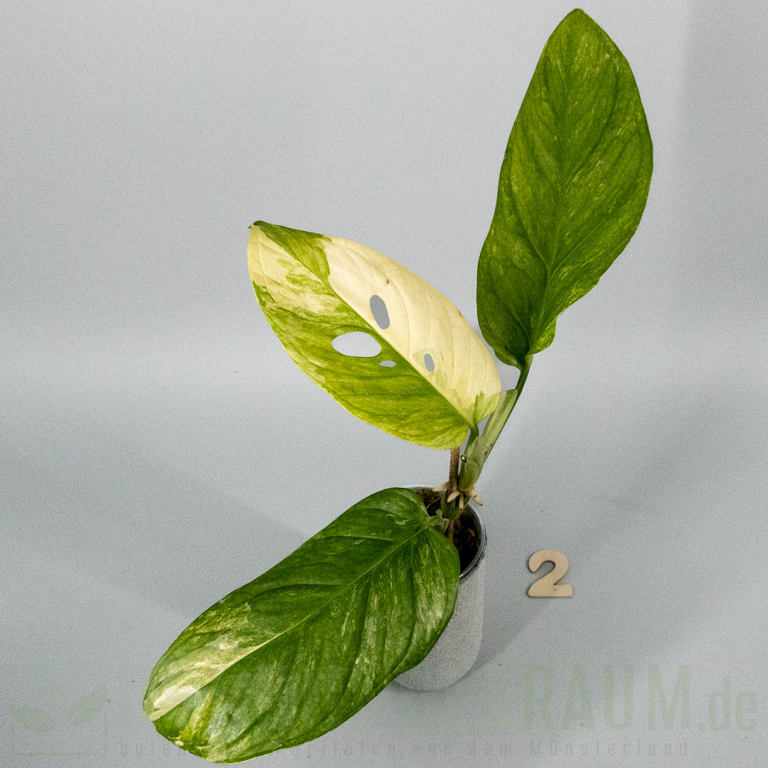 Monstera obliqua mayuna variegata