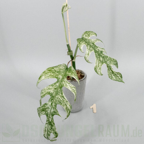 Epipremnum pinnatum white monster