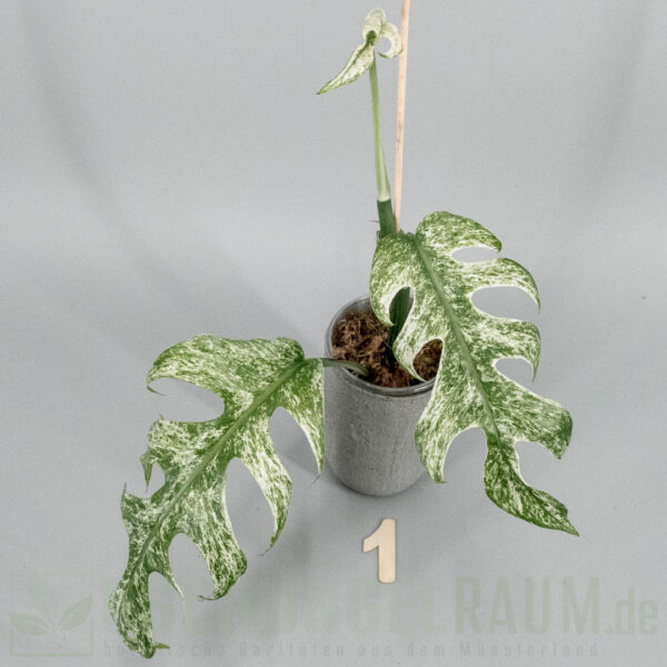 Epipremnum pinnatum white monster