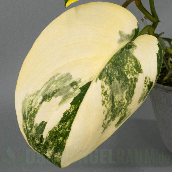 Scindapsus jade satin aurea variegata