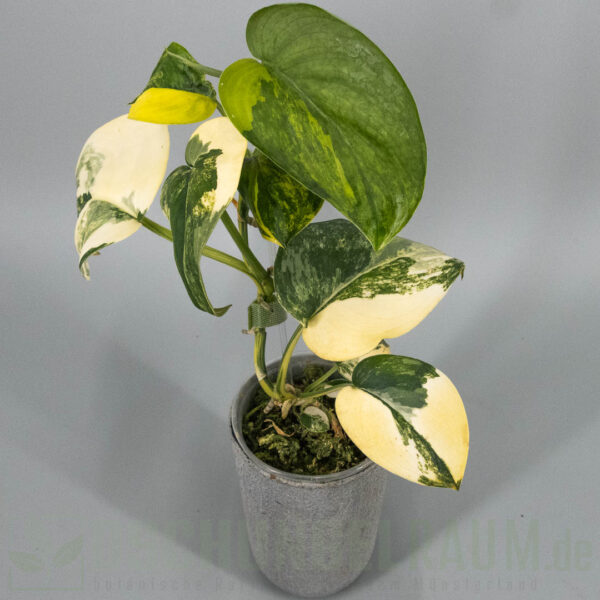 Scindapsus jade satin aurea variegata