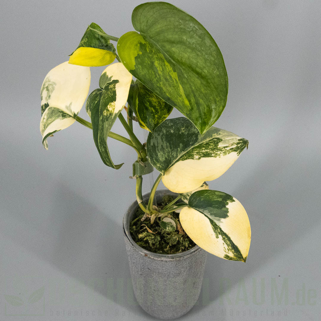 Scindapsus jade satin aurea variegata