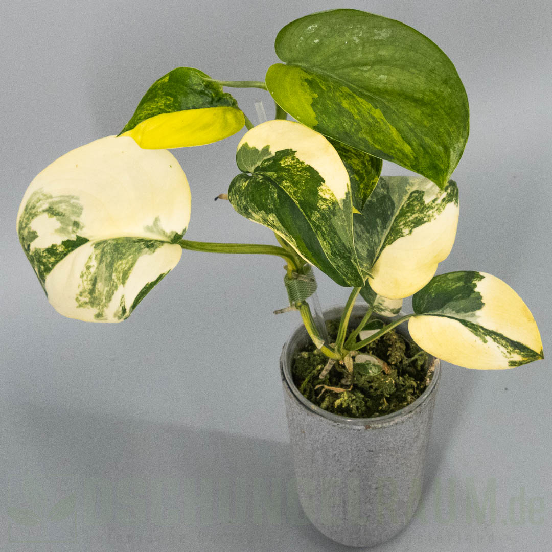 Scindapsus jade satin aurea variegata