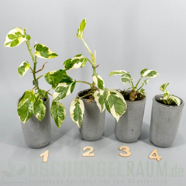 Epipremnum aureum White Lava mutation