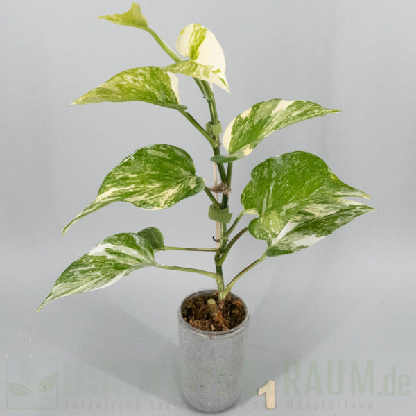 Epipremnum aureum colorado constellation