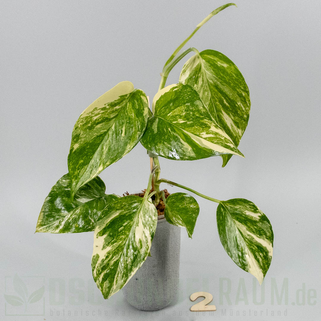 Epipremnum aureum colorado constellation